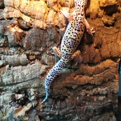 Jeunes geckos léopards nc été 2023 #2