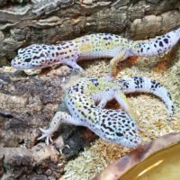 Jeunes geckos léopards nc été 2023 #1