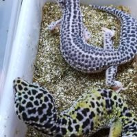 Jeunes geckos léopards nc été 2023 #4