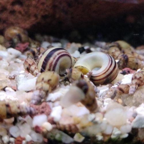 Diverses escargots d'aquarium