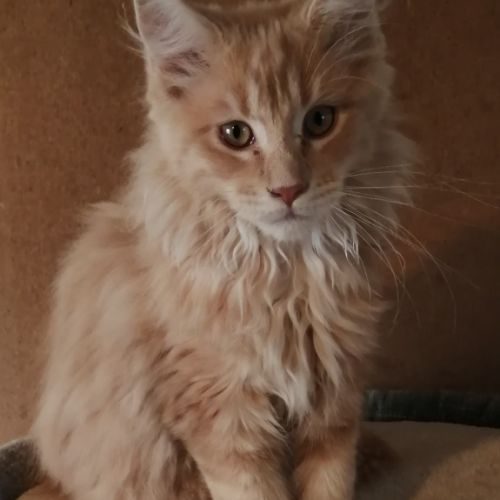 Beau chaton male maine coon red blotched tabby