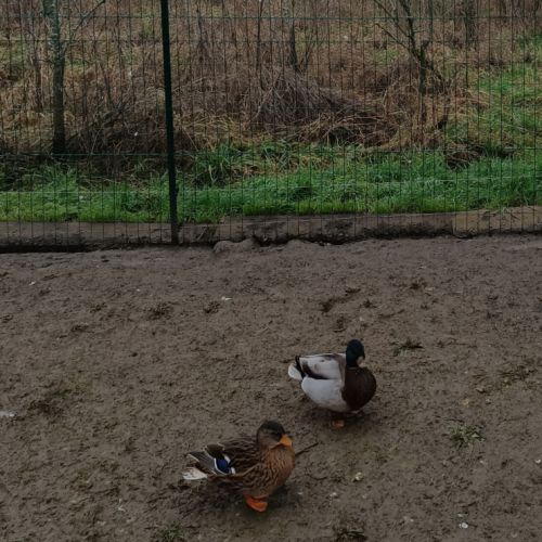 Couple de canards mignons colvert #2