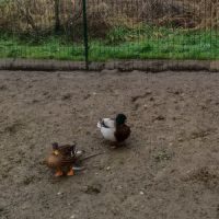 Couple de canards mignons colvert