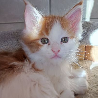 Chatons maine coon loof #3