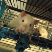 Urgent rats et ratons à l'adoption ! #2