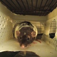 Urgent rats et ratons à l'adoption ! #3