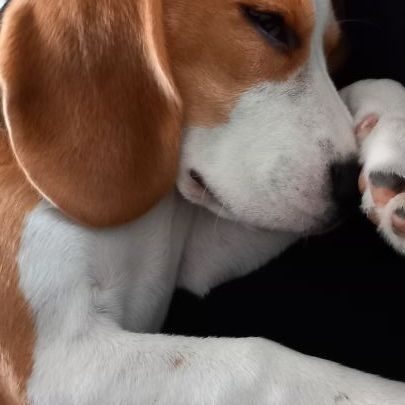 Chiot femelle beagle lof #1