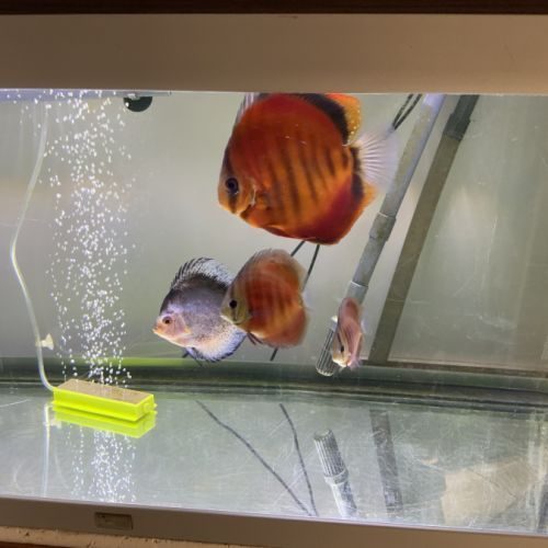 Discus red cover adulte #1