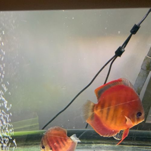 Discus red cover adulte #3
