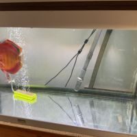 Discus red cover adulte #2