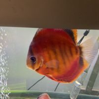 Discus red cover adulte #4