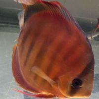 Discus red cover adulte