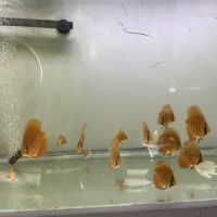 Petits discus red cover #2