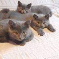 A réserver chatons chartreux #2