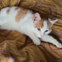 Unyx jeune chat mâle à adopter #4
