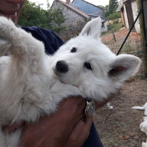 Chiot berger blanc suisse très docile 5 mois #1