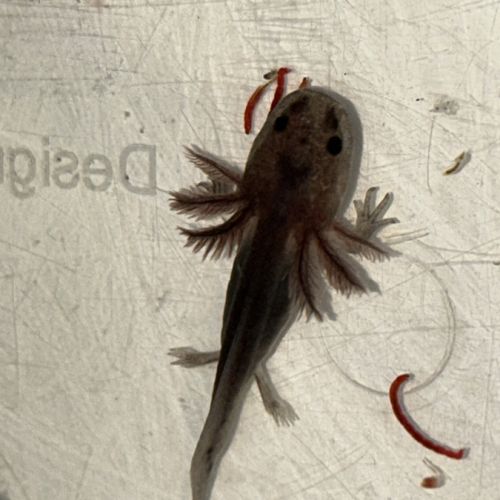 Axolotl la rochelle niort vendée 17 79 85 #0