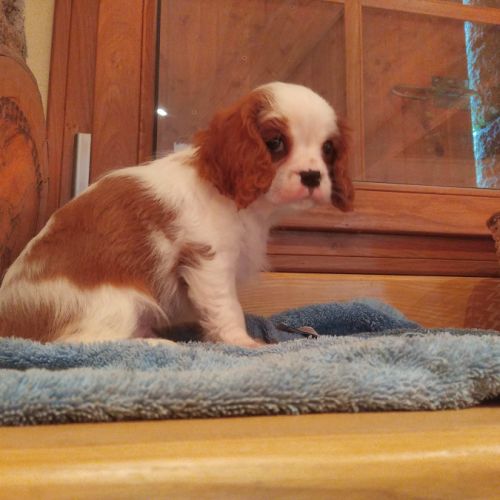 Chiot cavalier king charles #4
