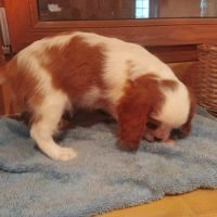 Chiot cavalier king charles #2