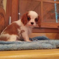 Chiot cavalier king charles #3