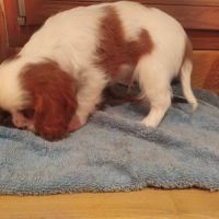 Chiot cavalier king charles #5