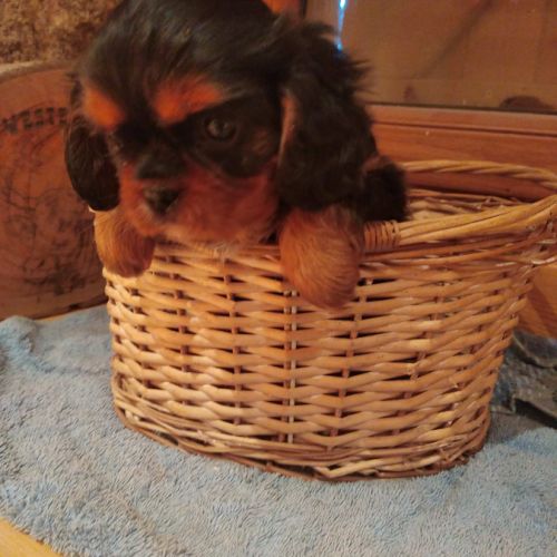 Chiots cavalier king charles #1