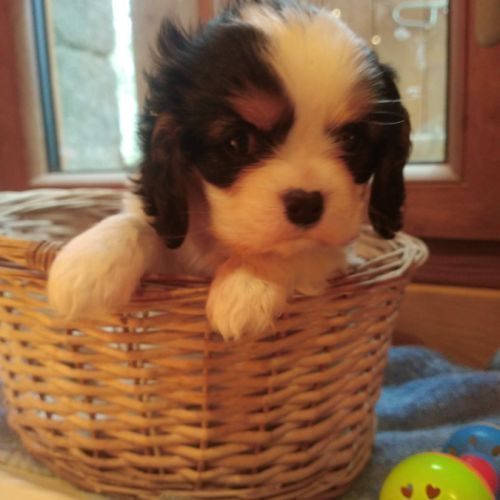 Chiots cavalier king charles