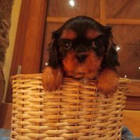 Chiots cavalier king charles #2