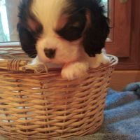 Chiots cavalier king charles #5