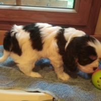 Chiots cavalier king charles #7