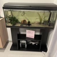 Couple axolotls et aquarium #1