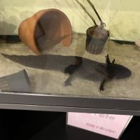 Couple axolotls et aquarium #3