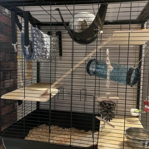 2 rats avec cage zolux et accessoires #5