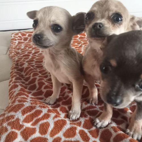 Femelle chihuahua disponible #1