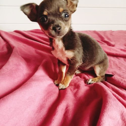 Femelle chihuahua disponible #0