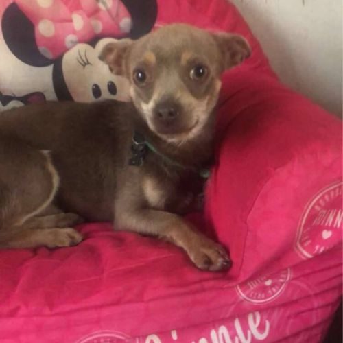 Femelle chihuahua disponible #3