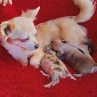 Femelle chihuahua disponible #4