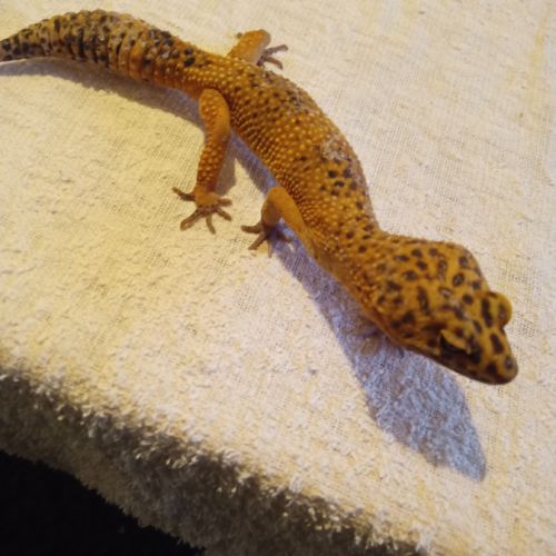 Gecko mâle en vente #0