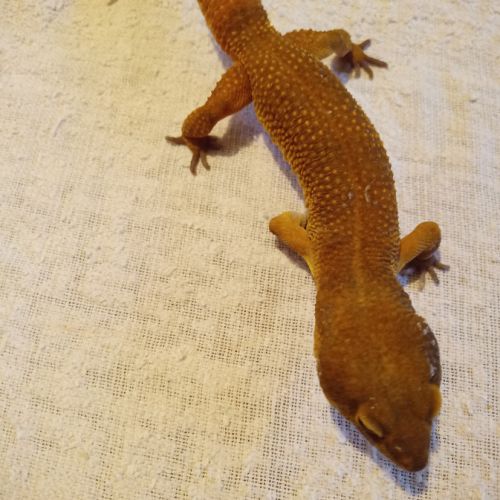 Gecko mâle #0