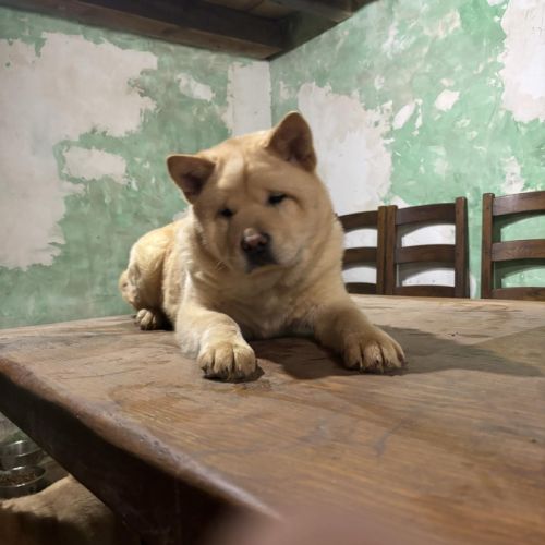 Chiot chow-chow male #0