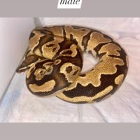 Python regius yellow belly fire het piebald #2