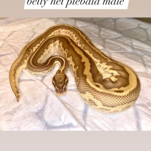 Python regius léopard pastel lesser yellow belly #0