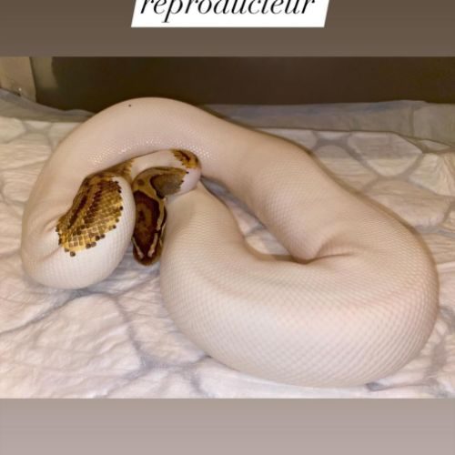 Python regius yellow belly piebald reproducteur