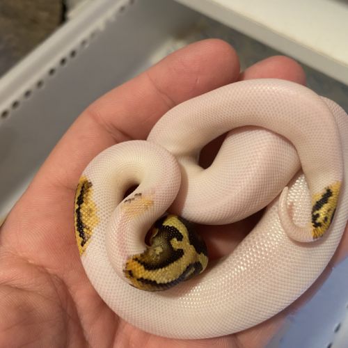 Python regius yellow belly pastel piebald #3