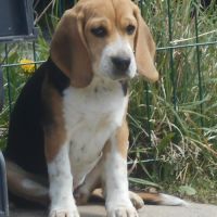 Chiot femelle beagle 3 mois lof à vendre