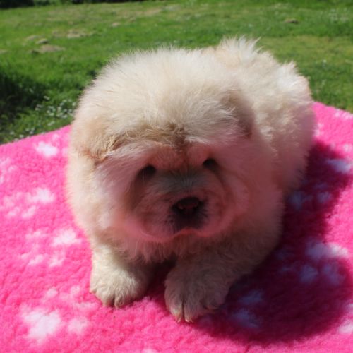 Disponibles  chiots chow chow #3