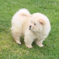 Disponibles  chiots chow chow #4
