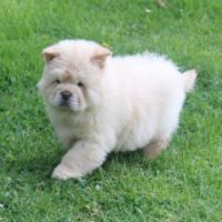 Disponibles  chiots chow chow #6