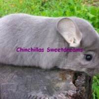 Femelle chinchilla afro-violet dispo de suite #5