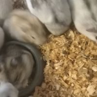 Bébés hamsters russes #2